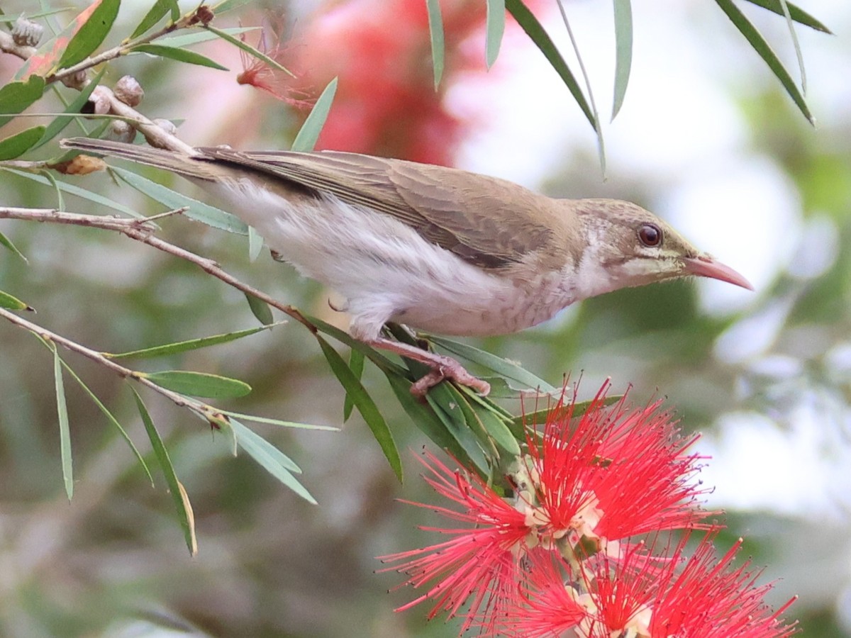 Brown-backed Honeyeater - ML644331861