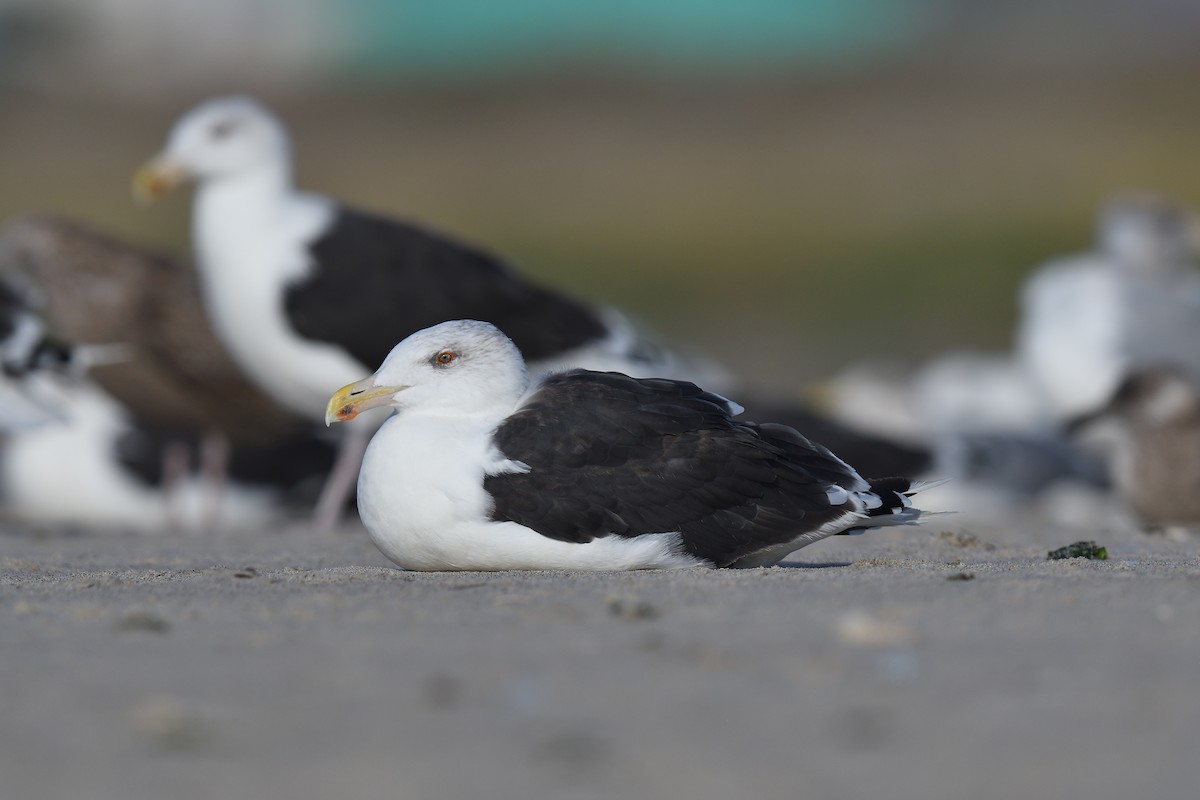 オオカモメ - ML644331862