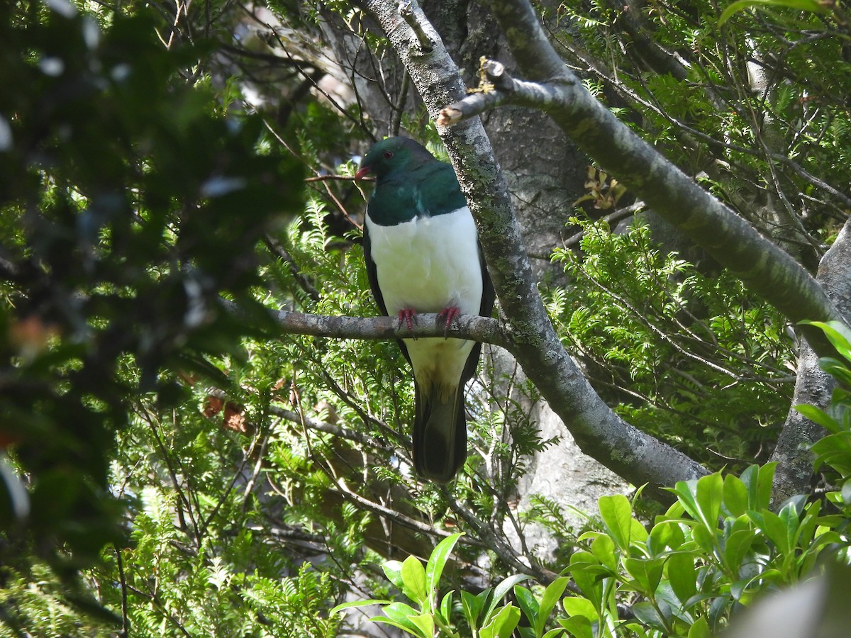 New Zealand Pigeon - ML644331866