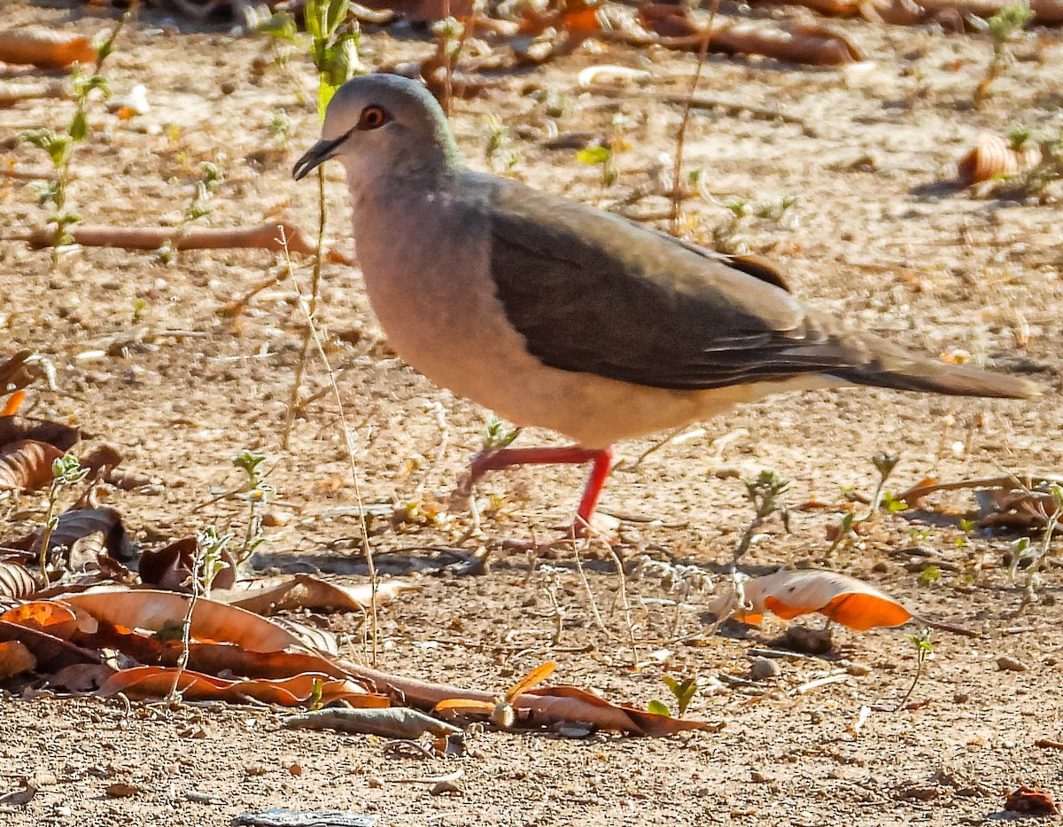 White-tipped Dove - ML644331867