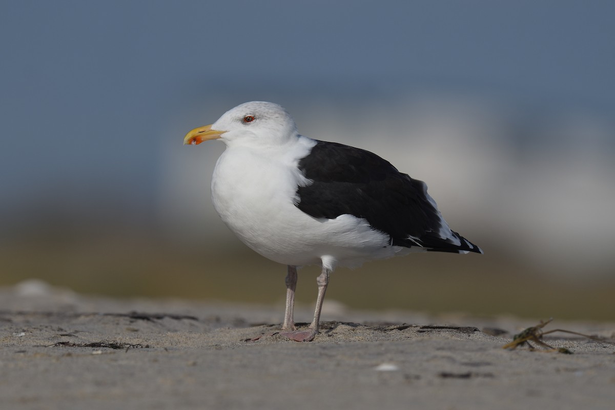 オオカモメ - ML644331871