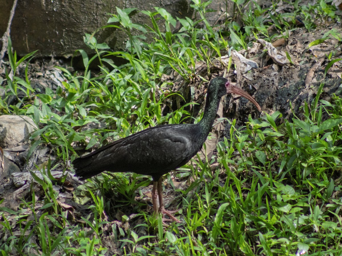 Bare-faced Ibis - ML644331873