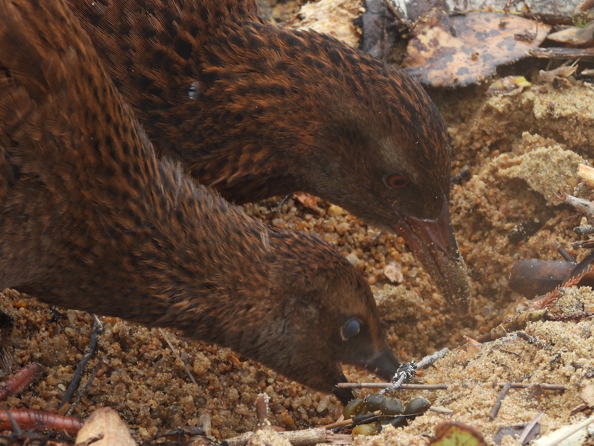 Уэка - ML644331880