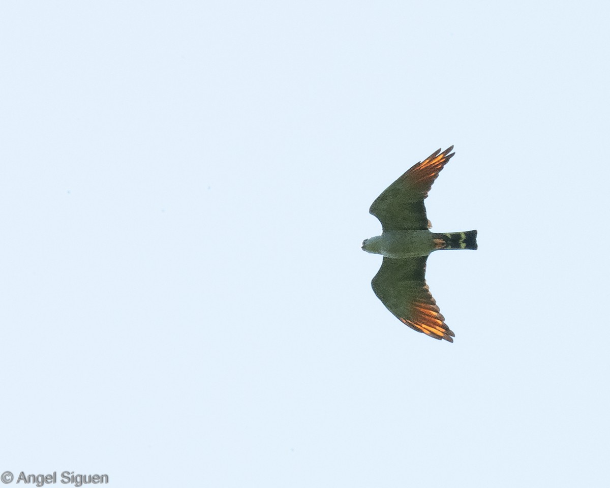 iktinie šedivá - ML644331892