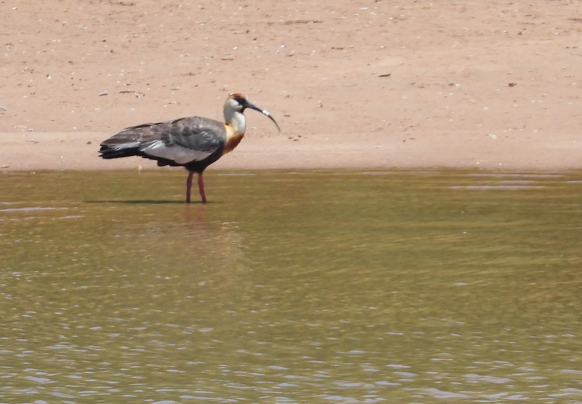 Buff-necked Ibis - ML644331897