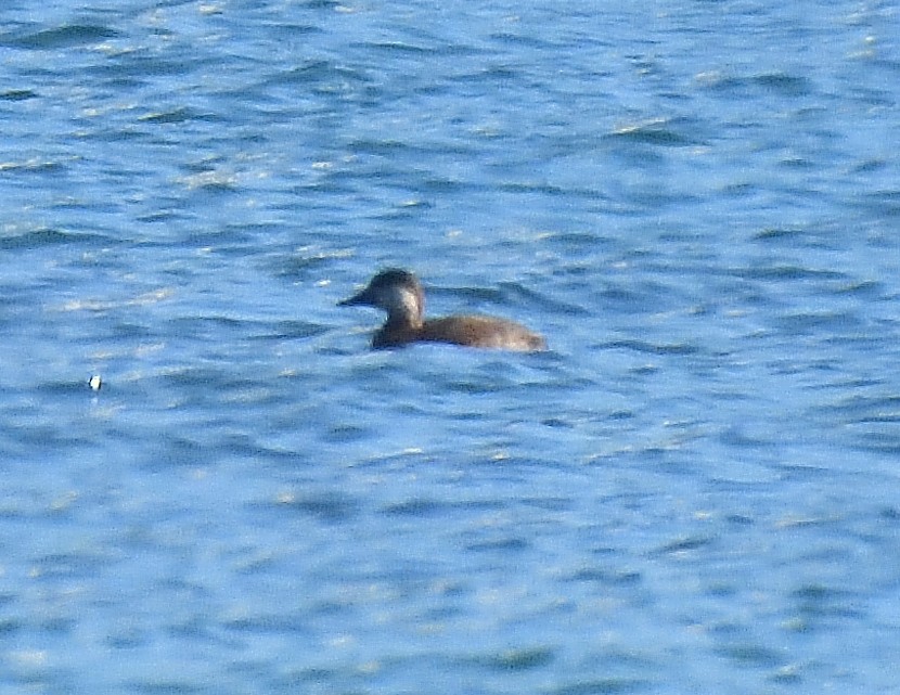 Amerika Kara Ördeği - ML644331903