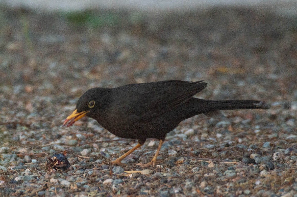 Chiguanco Thrush - ML644331909