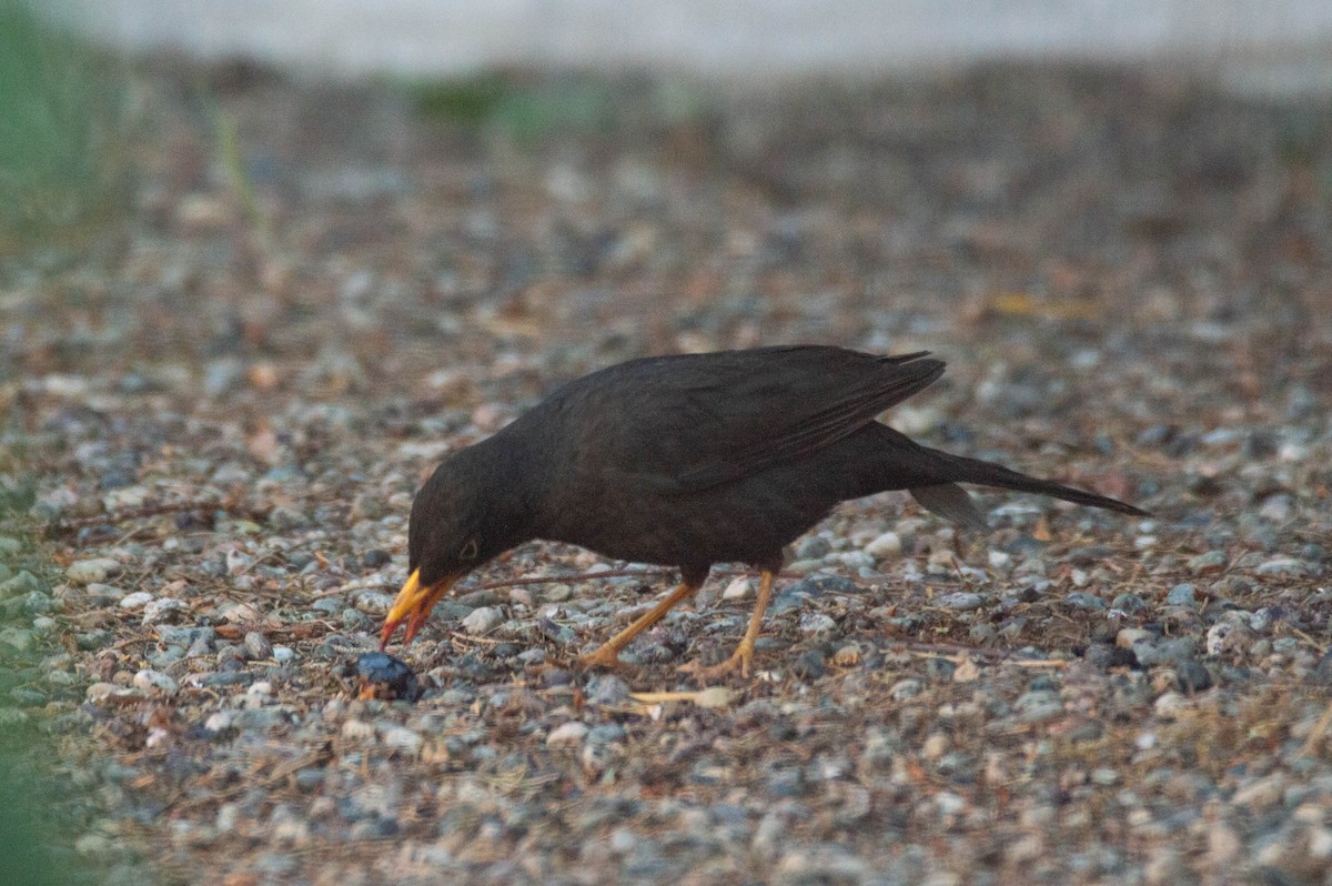 Chiguanco Thrush - ML644331910