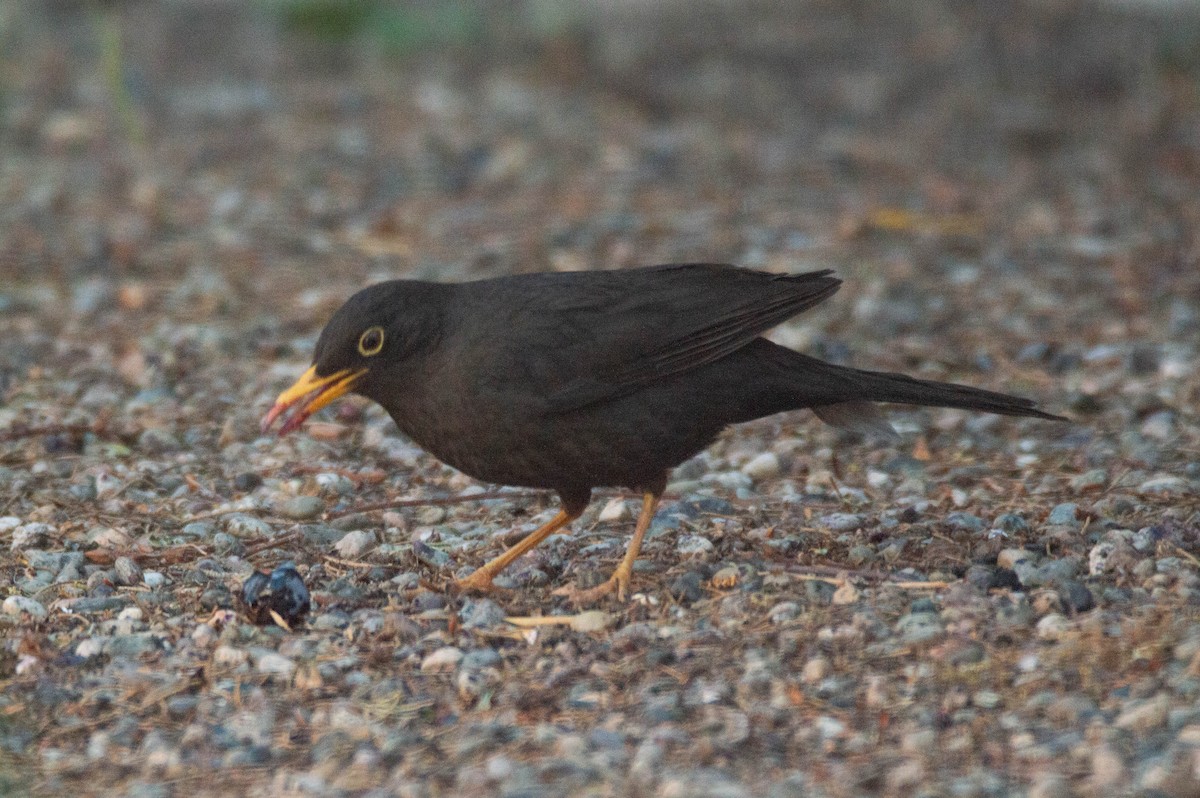 Chiguanco Thrush - ML644331911