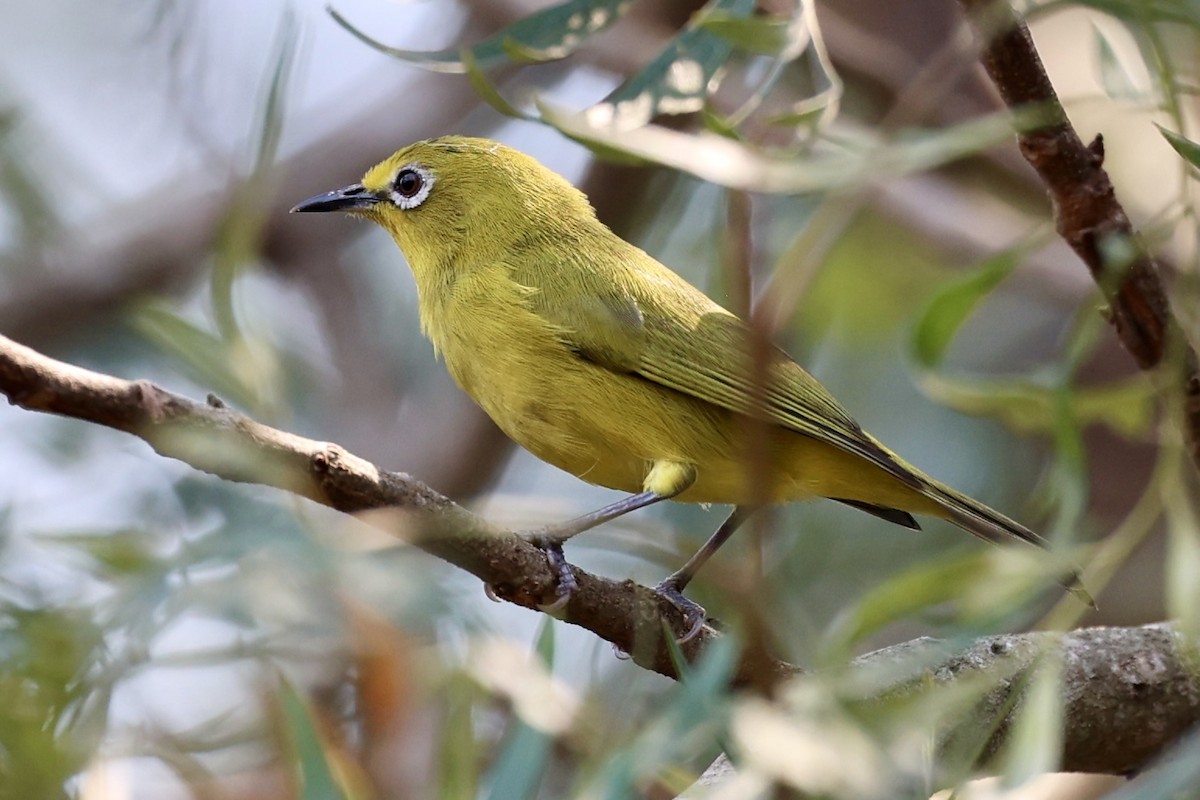 Angola White-eye - ML644331912