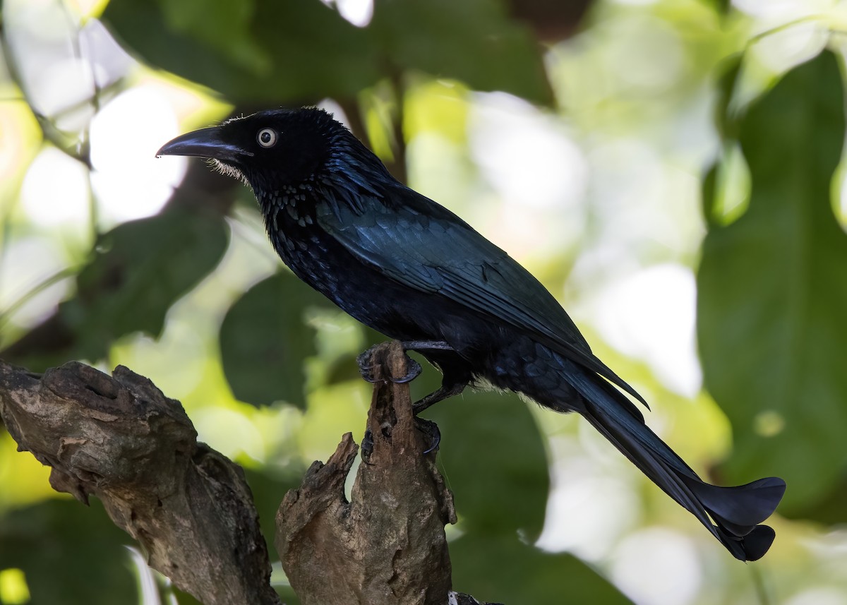 Hair-crested Drongo (Javan) - ML644331928