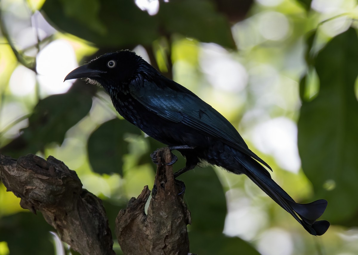Hair-crested Drongo (Javan) - ML644331929