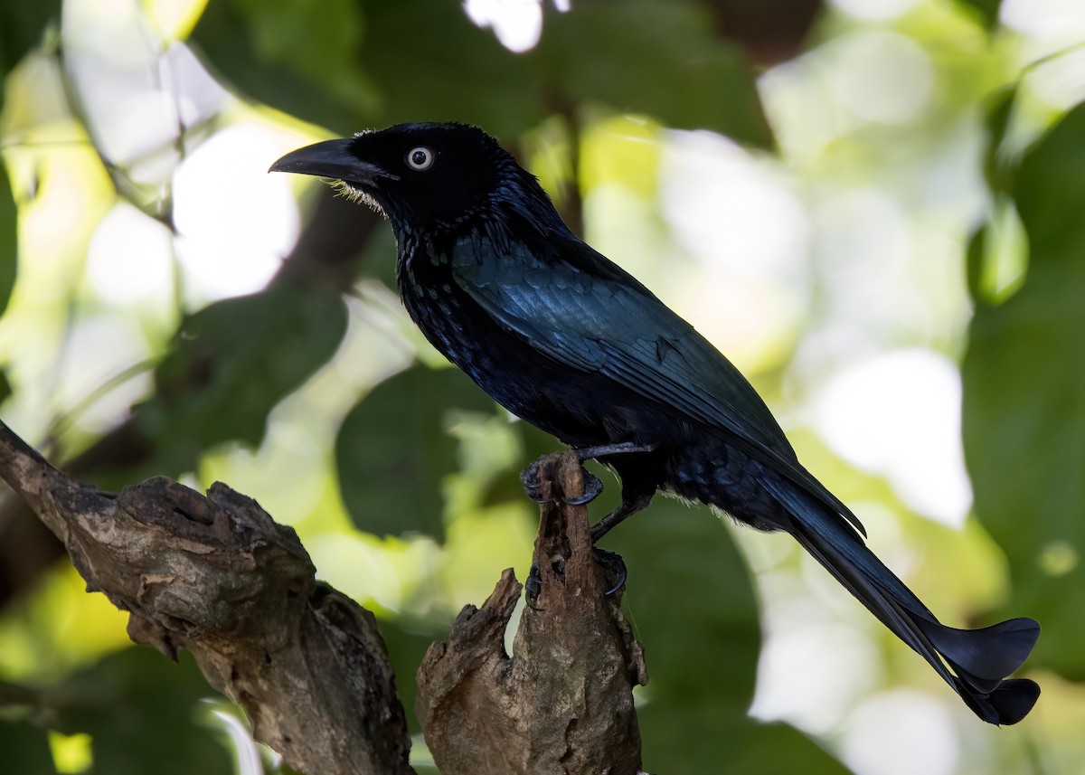 Hair-crested Drongo (Javan) - ML644331930
