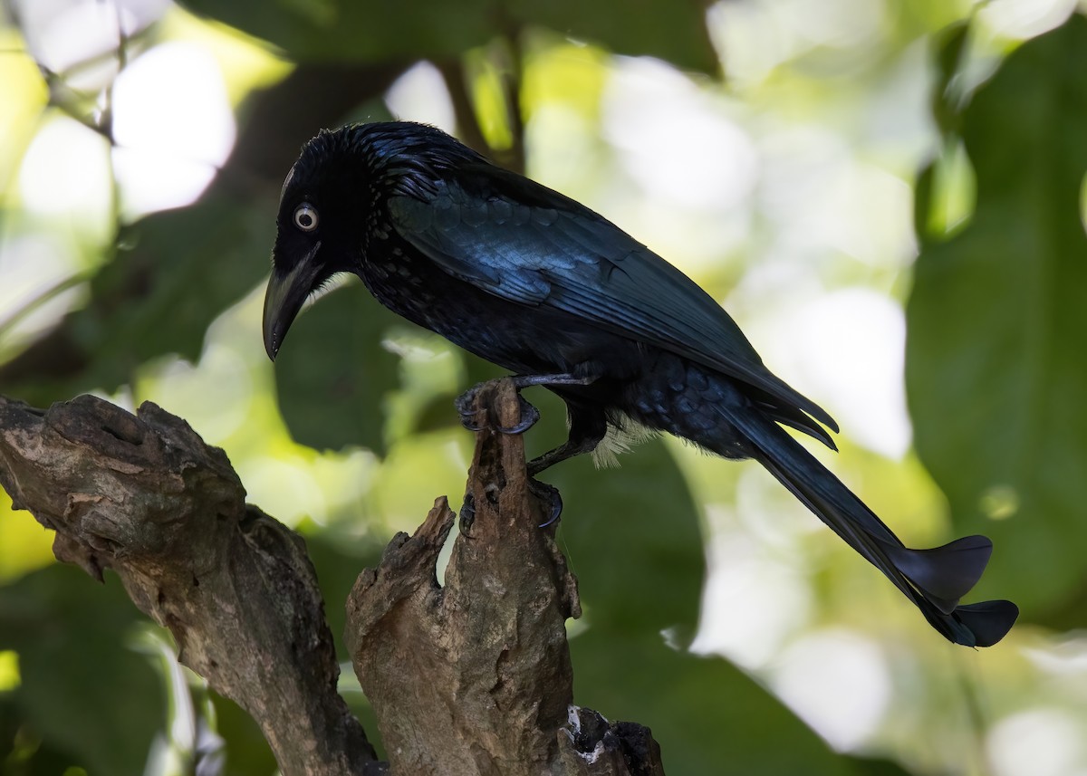 Hair-crested Drongo (Javan) - ML644331931