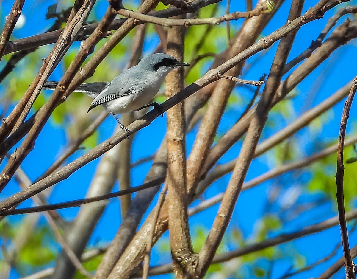 maskemyggsmett - ML644331935