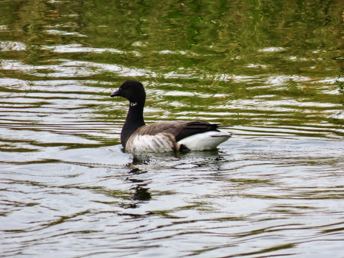 Brant - ML644331944