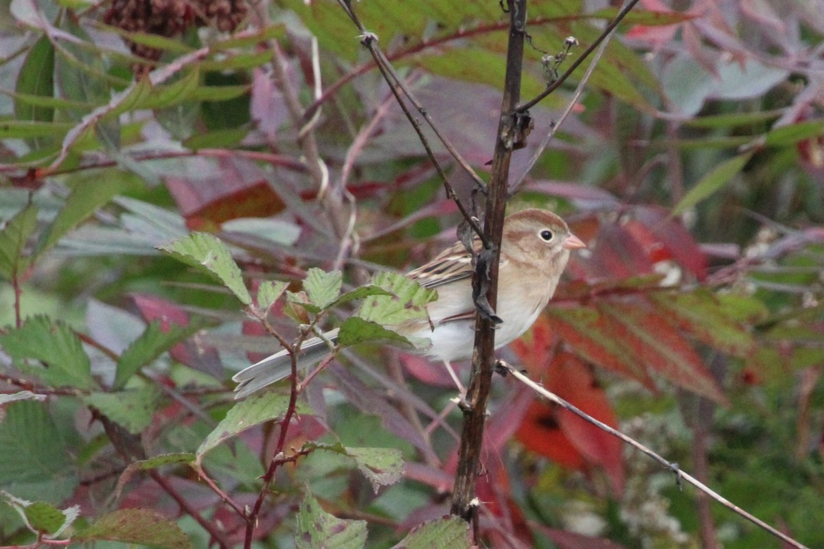 Field Sparrow - ML644331956