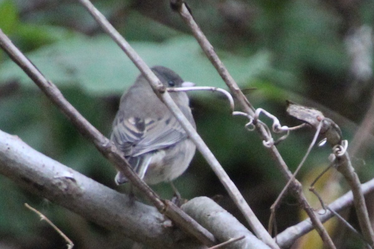 Dark-eyed Junco - ML644331963