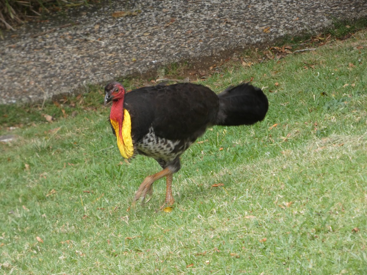 Australian Brushturkey (Yellow-pouched) - ML644331983
