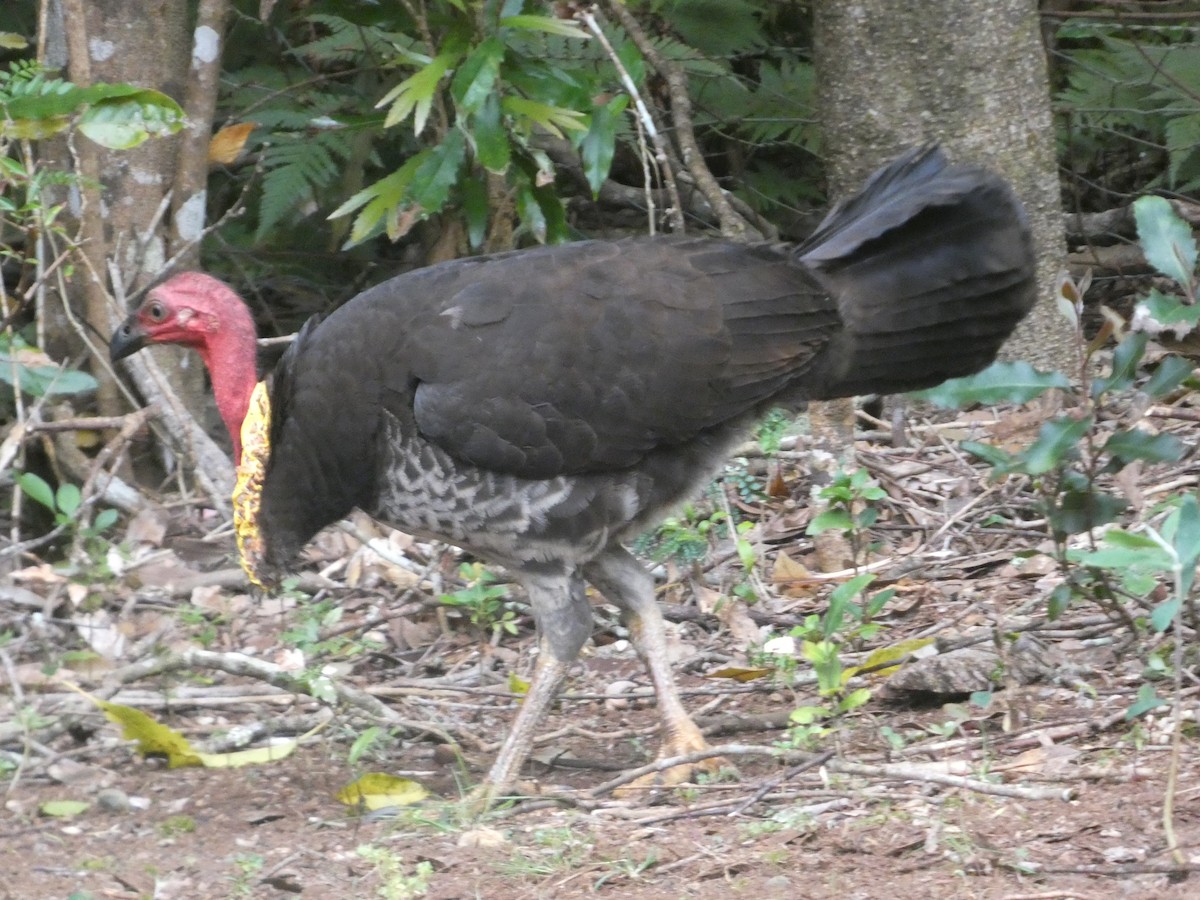 Australian Brushturkey (Yellow-pouched) - ML644331984