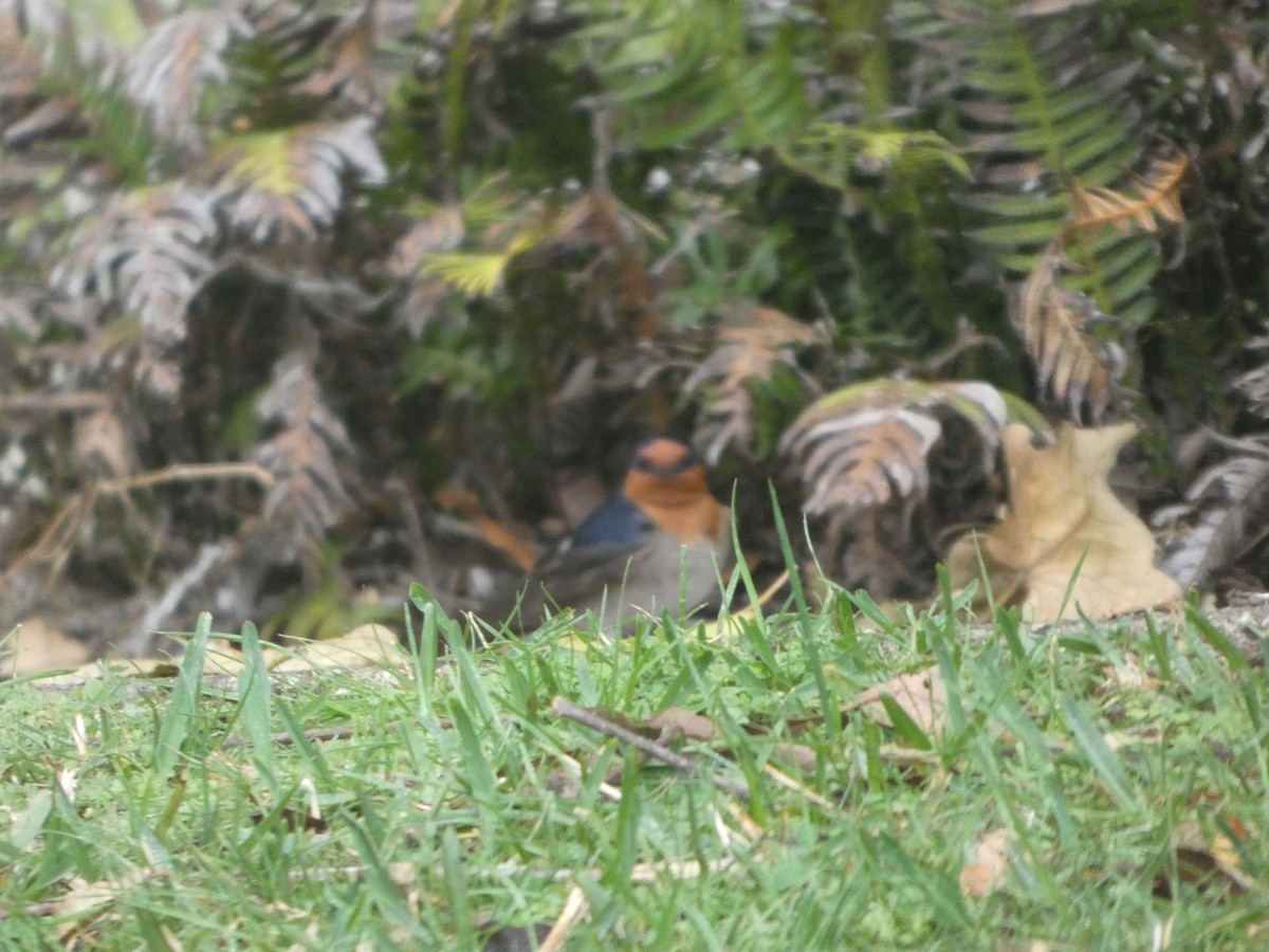 Australian Brushturkey (Yellow-pouched) - ML644331985