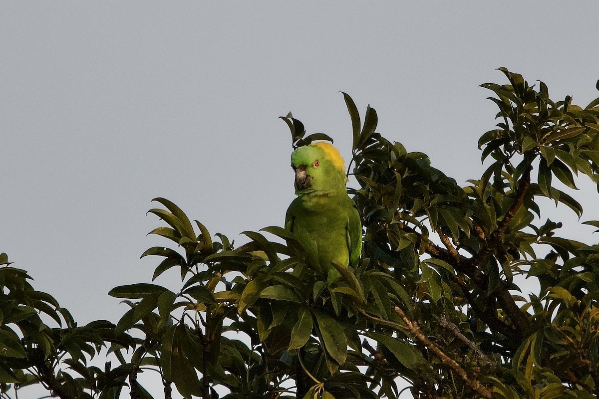 Yellow-naped Amazon - ML644331986