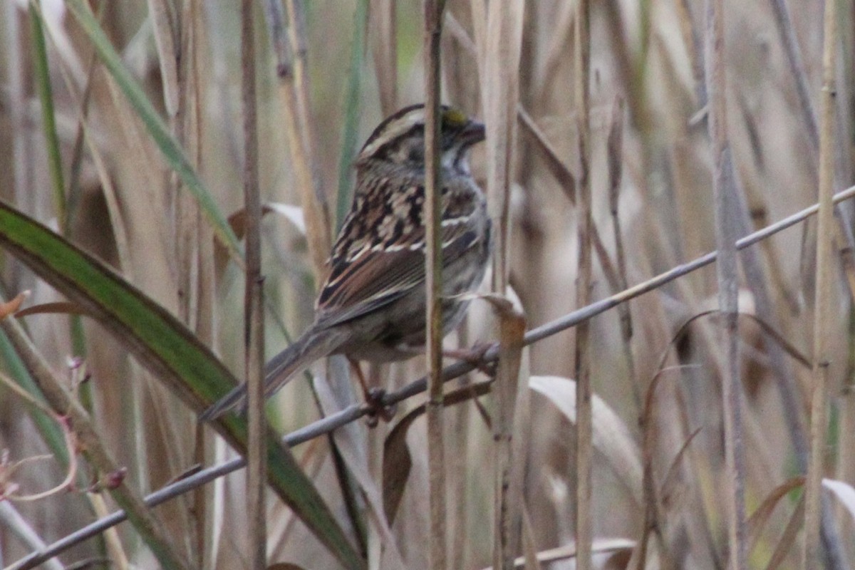 White-throated Sparrow - ML644331987