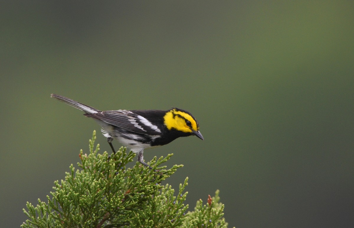 Golden-cheeked Warbler - ML644331989