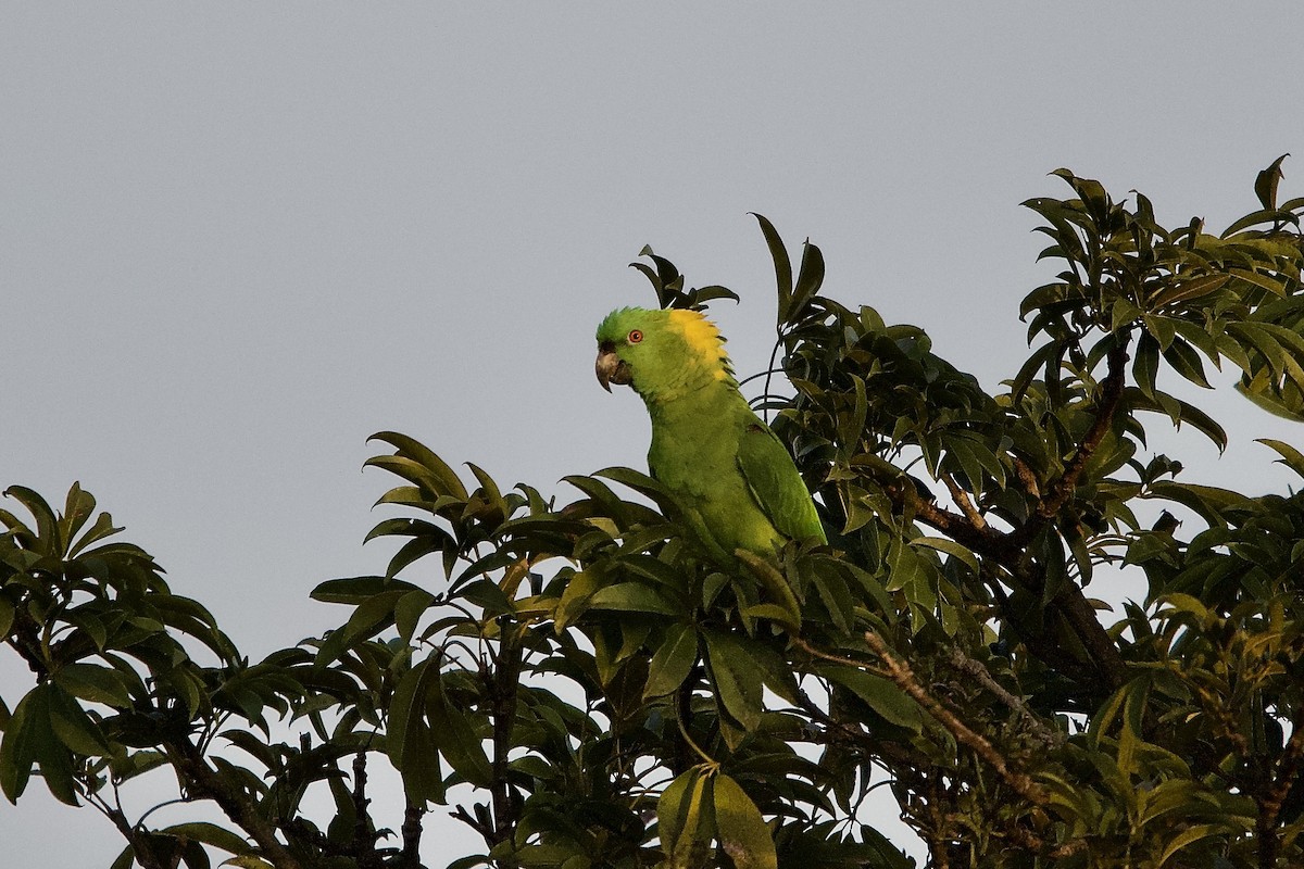 Yellow-naped Amazon - ML644331991