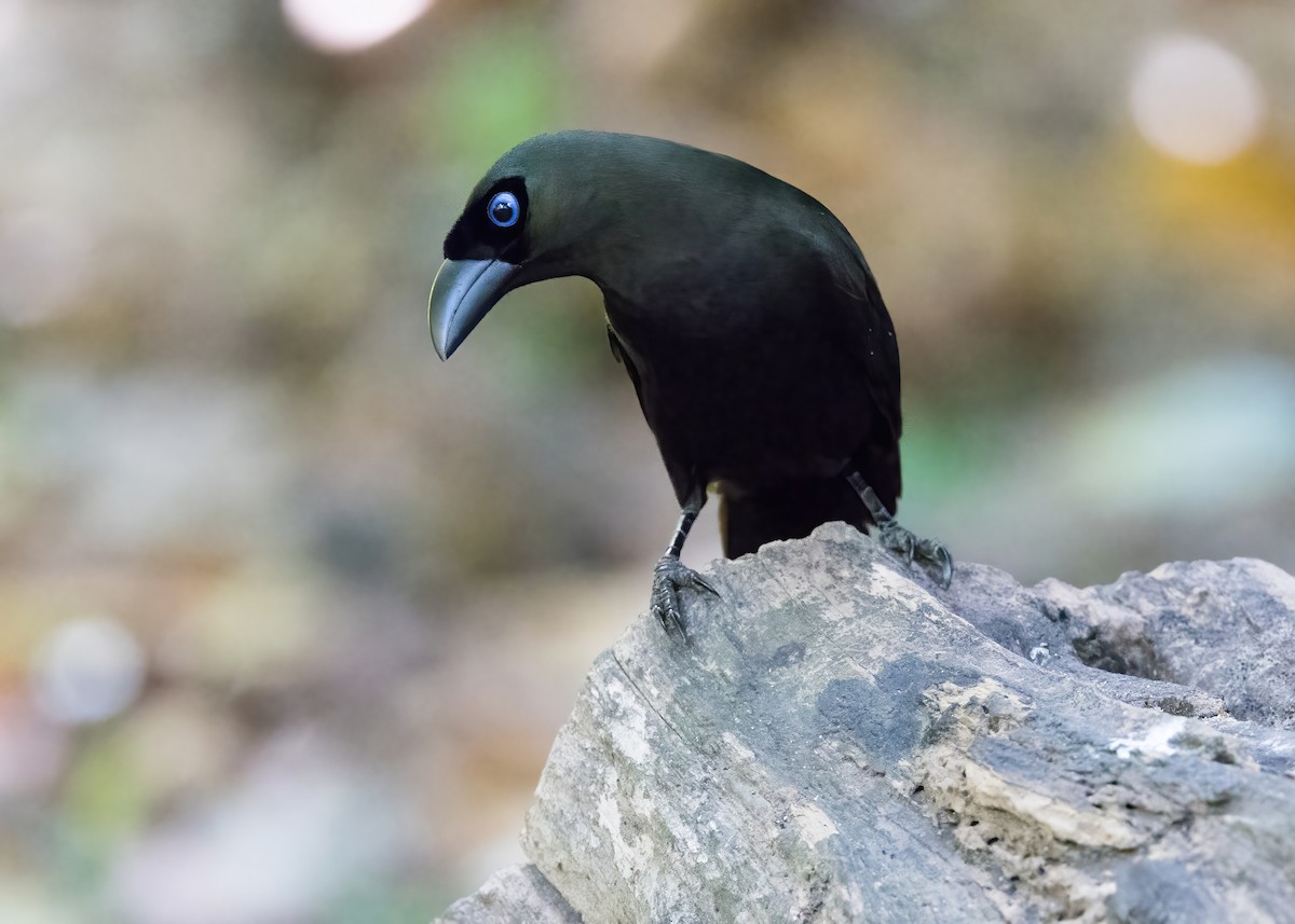 Racket-tailed Treepie - ML644331993