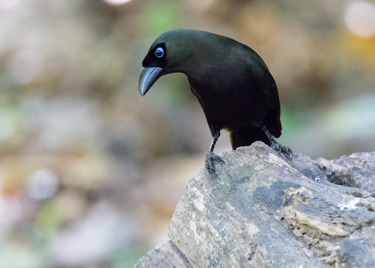 Racket-tailed Treepie - ML644331994
