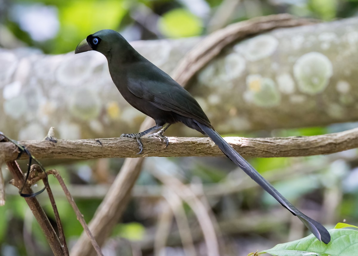 Racket-tailed Treepie - ML644331995