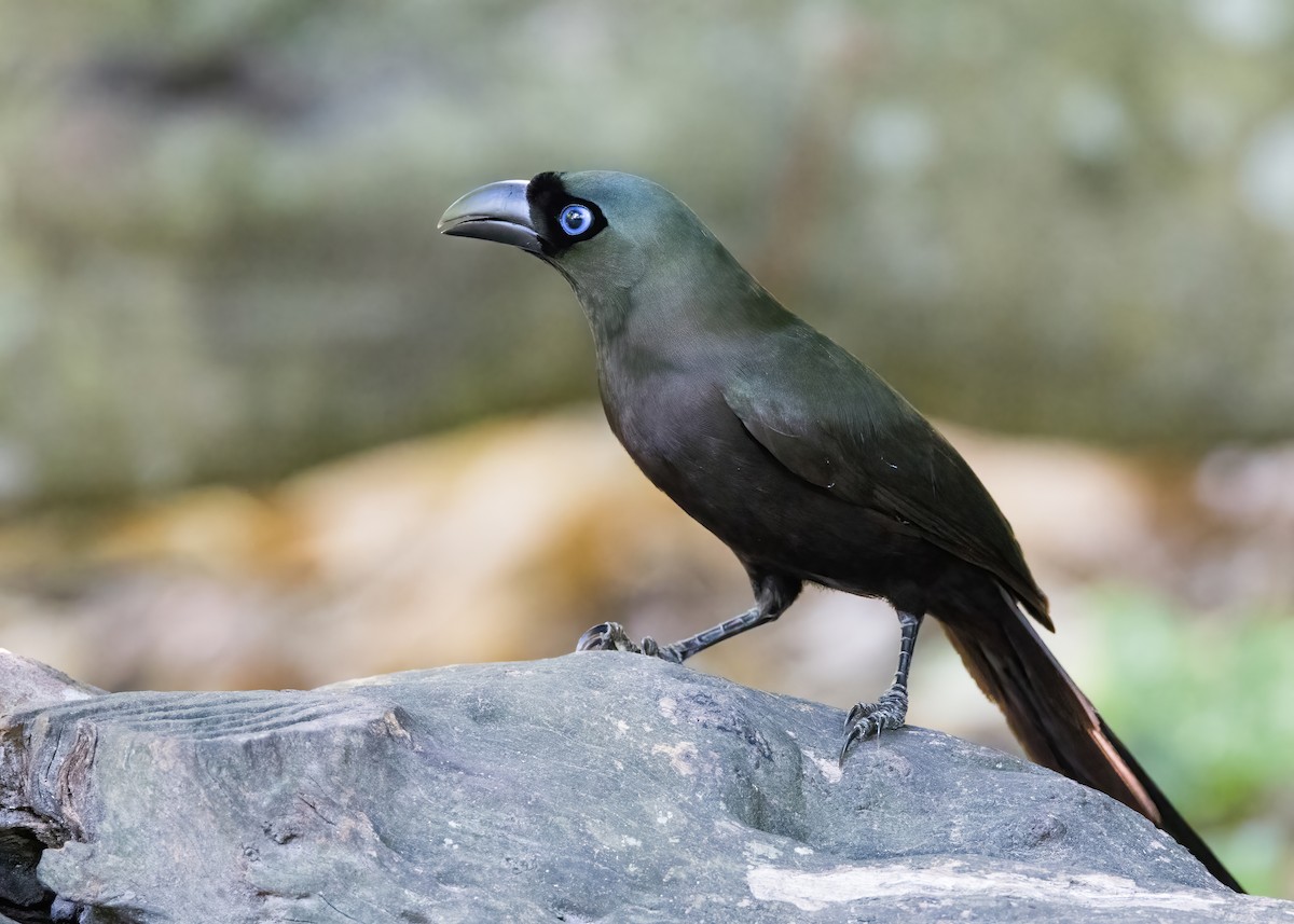 Racket-tailed Treepie - ML644331996