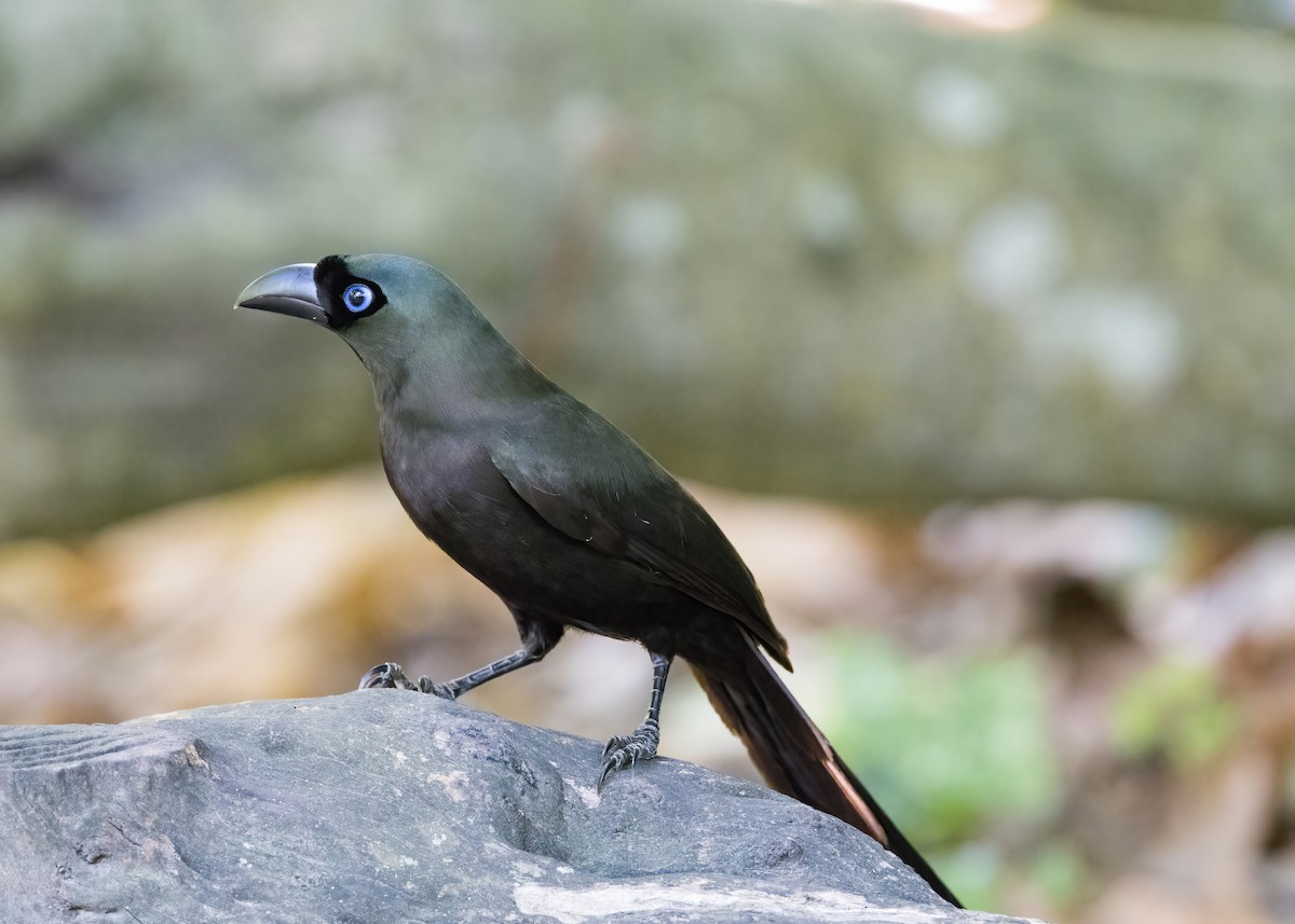 Racket-tailed Treepie - ML644331997