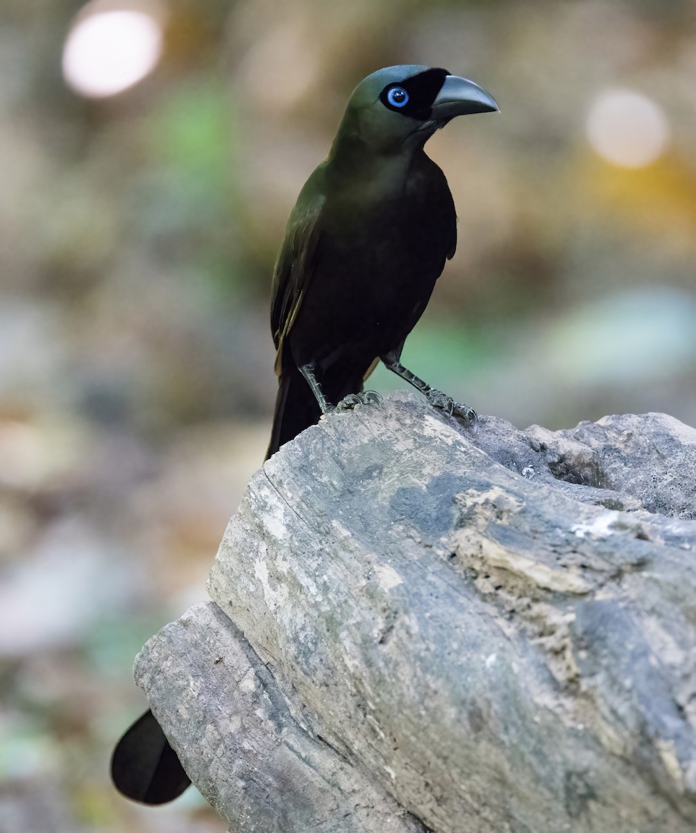 Racket-tailed Treepie - ML644331998