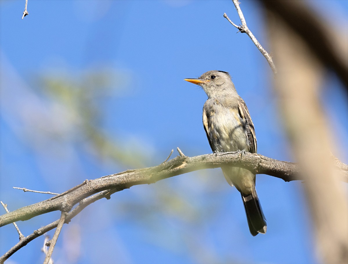 Greater Pewee - ML644332004