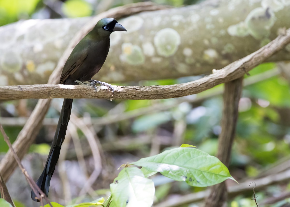 Racket-tailed Treepie - ML644332005