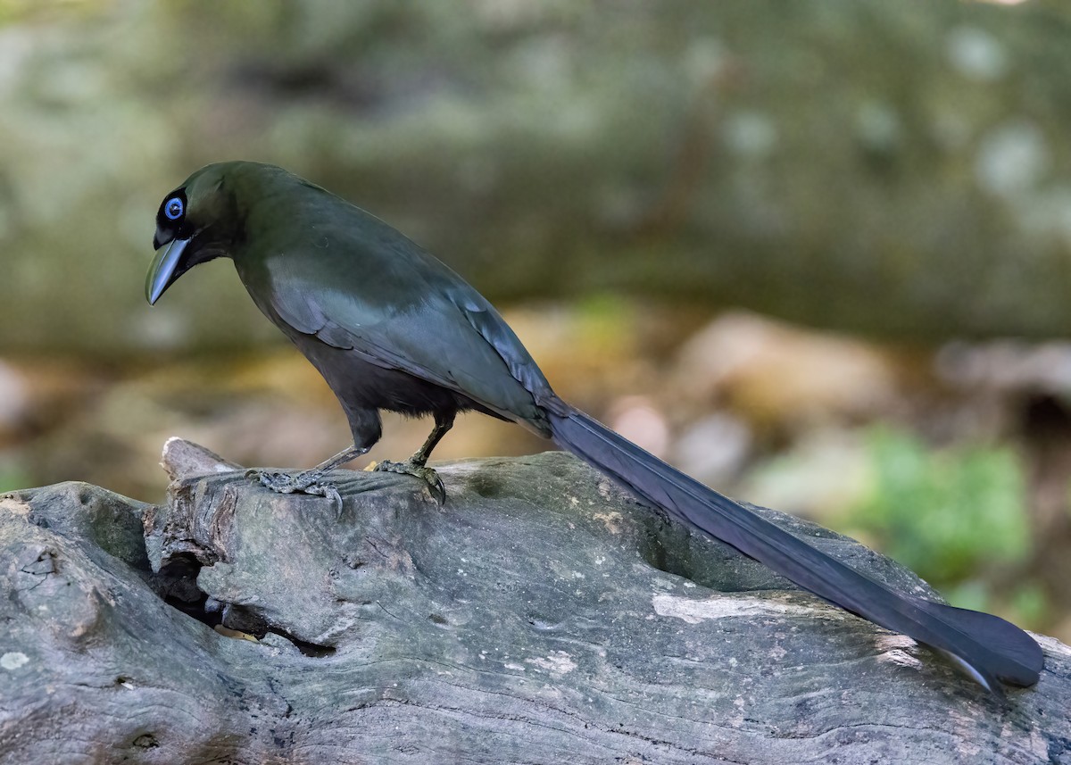 Racket-tailed Treepie - ML644332008
