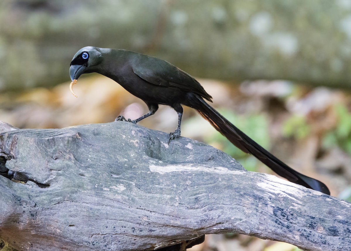 Racket-tailed Treepie - ML644332009