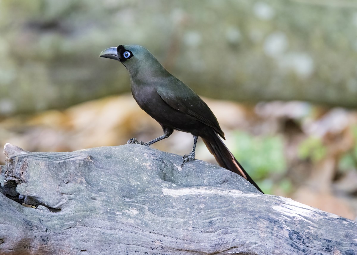 Racket-tailed Treepie - ML644332010