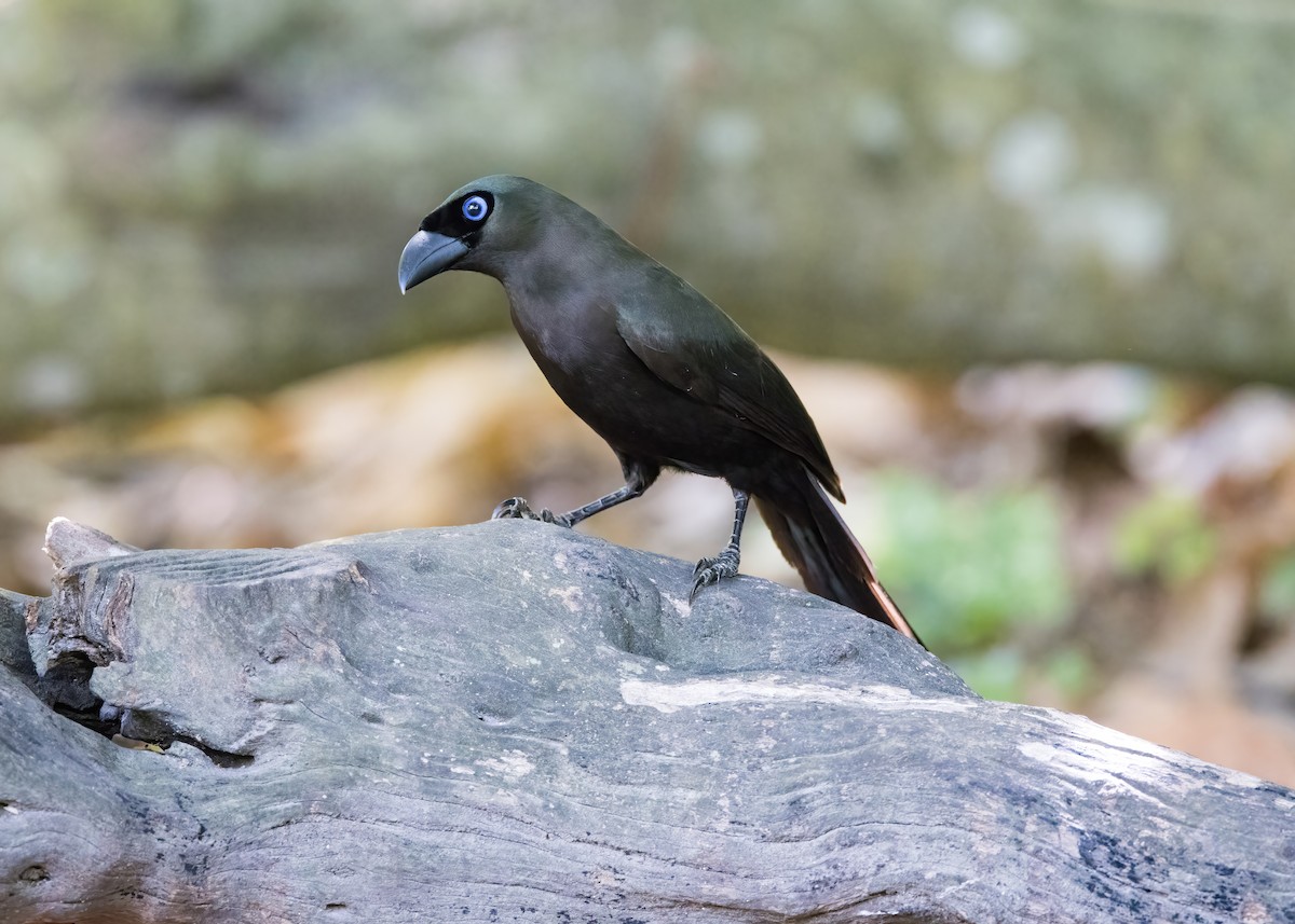 Racket-tailed Treepie - ML644332011
