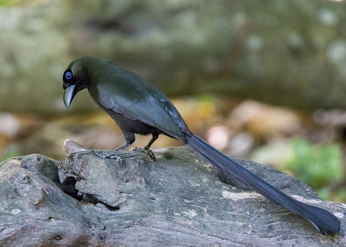 Racket-tailed Treepie - ML644332012