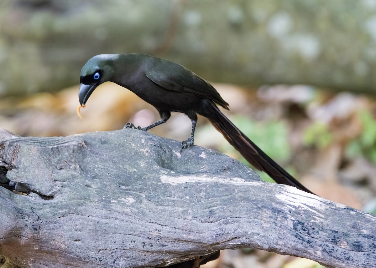 Racket-tailed Treepie - ML644332013