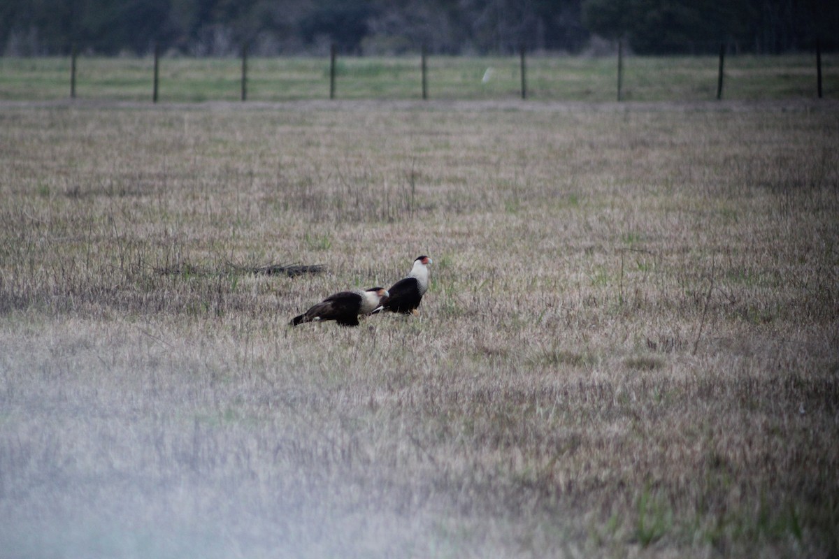 Равнинная каракара - ML644332016