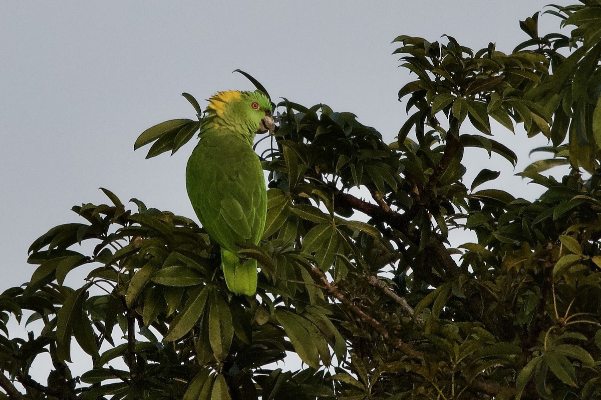 Yellow-naped Amazon - ML644332017