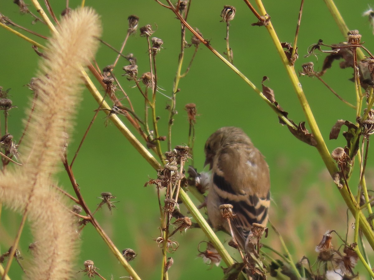 gulstillits - ML644332030