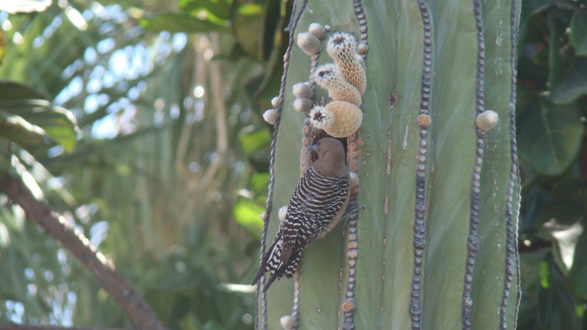 Pic des saguaros - ML644332035