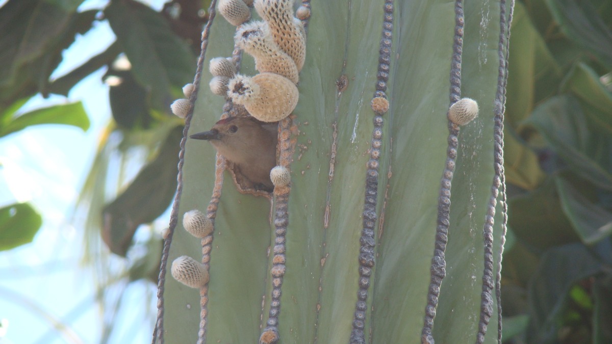 Pic des saguaros - ML644332036