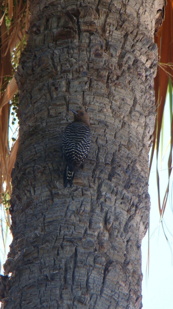 Pic des saguaros - ML644332038