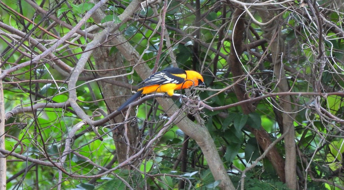 Altamira Oriole - ML644332041